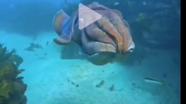 8b519f83bf6123cfaa27b5a11a41cee0 00_00_00-00_00_30.gif