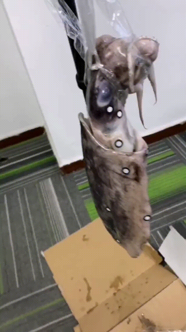 最新的处理 00_00_00-00_00_30.gif